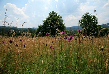 Březinky