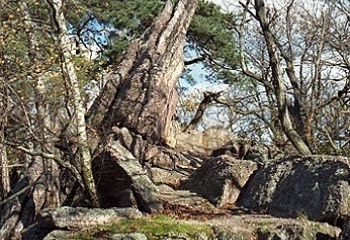 Kuřim