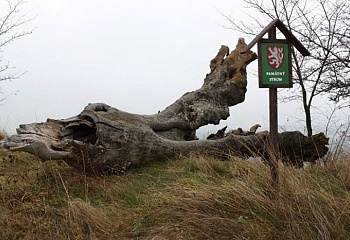 Láz