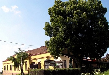Česká