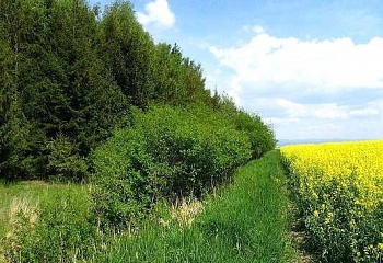 Libřice
