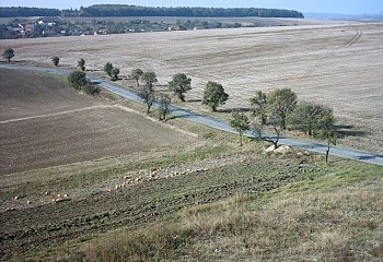 Bukovany