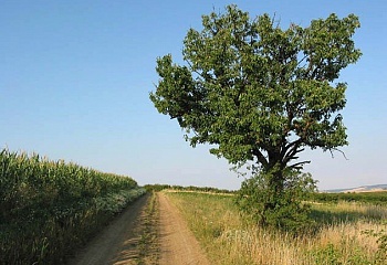 Dambořice