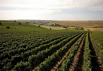Šardice