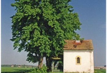 Mžany
