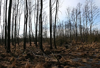 Veselí nad Lužnicí