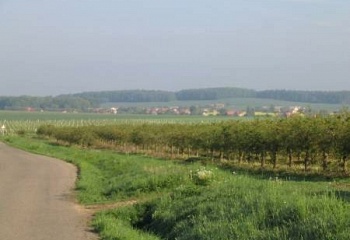 Radostov