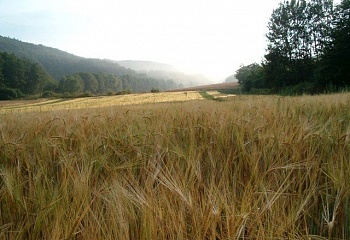 Přerubenice