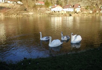 Račice