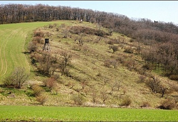 Bořetice