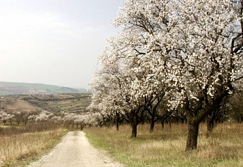 Hustopeče