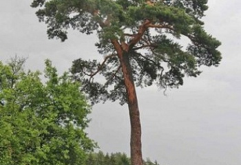 Mařenice