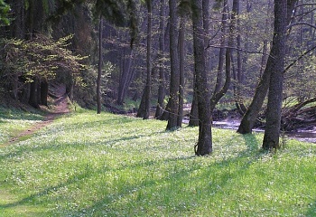Černošín
