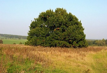 Řeřichy
