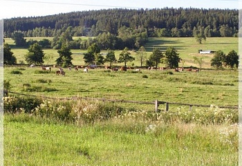 Žárovná