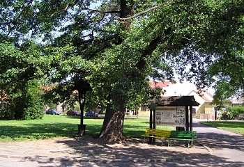 Třebíz