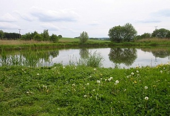 Oleška