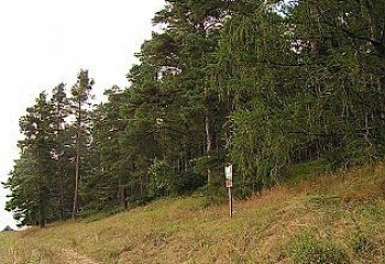 Osek