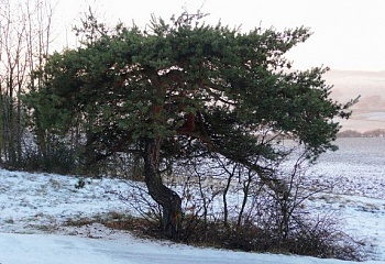 Ostopovice