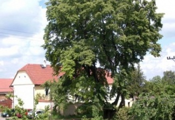 Želenice