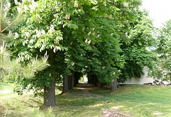 Starovice