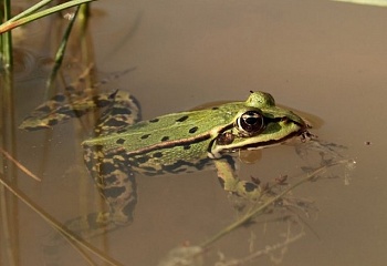 Radhošť