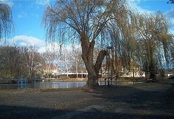 Sokolnice