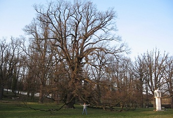 Štěkeň