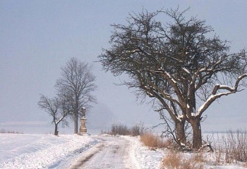 Březina