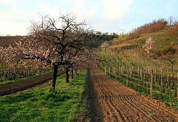 Velké Pavlovice