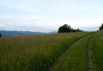 Jarcová
