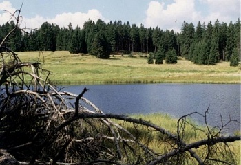 Tachov