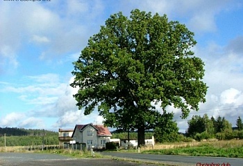 Chodová Planá