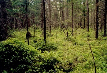 Lesná