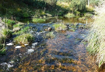 Kořenov