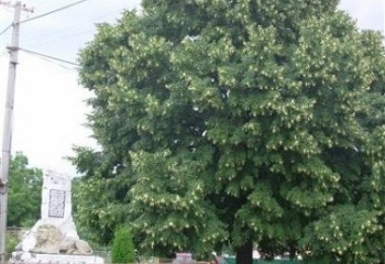 Rohozec