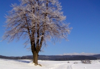 Jamné nad Orlicí