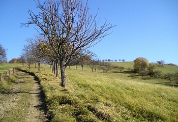 Jasenná