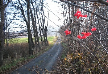 Podmoklany