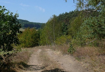 Řikonín