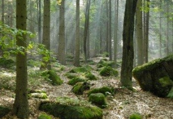 Radvanice